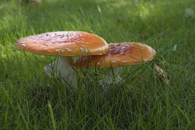 Close-up of mushroom growing on field