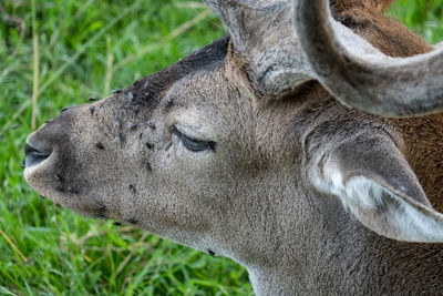 Close-up of a horse on field