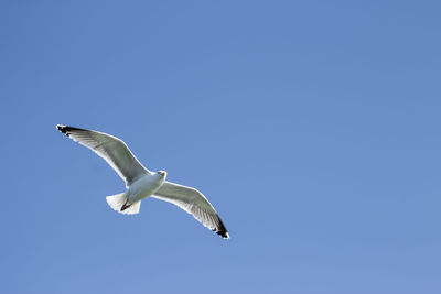 Low angle view of seagull flying