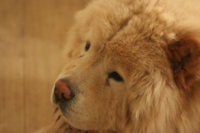 Close-up of a dog looking away