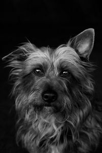 Dog portrait in black and white. dog is looking directly into the camera. one ear up, one ear down.