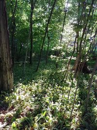 View of trees in forest