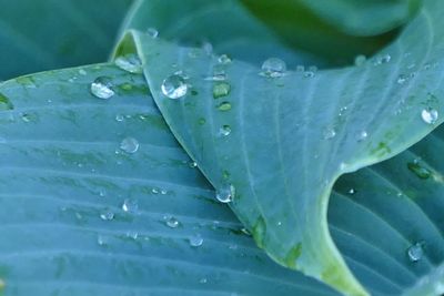 Close-up of raindrops on leaf