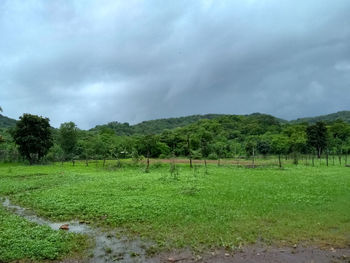 Scenic view of trees on field against sky