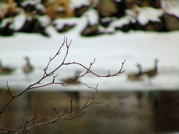 Close-up of bird perching on branch