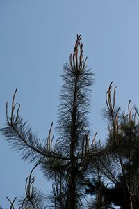 Low angle view of plants against clear blue sky