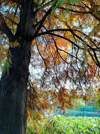 View of autumnal trees in the forest