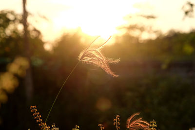 Close-up of stalks in field against sky at sunset