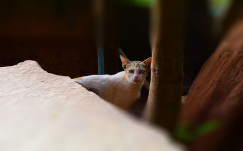 Close-up of cat yawning