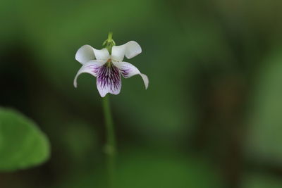 Close-up of white flower blooming outdoors