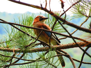 Low angle view of bird perching on tree