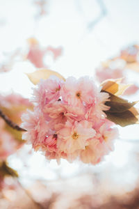 Close-up of pink cherry blossoms