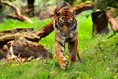 View of a tiger walking towards you