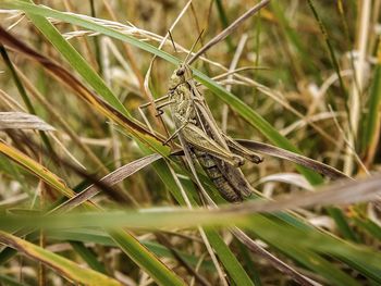 Close-up of insect on grass