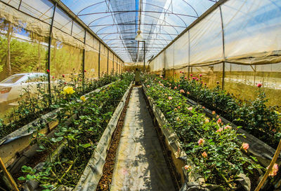 High angle view of plants