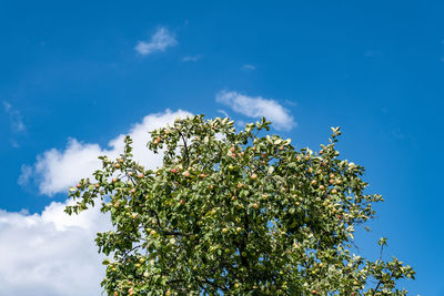 Low angle view of tree against blue sky