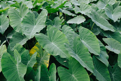 Full frame shot of fresh green leaves