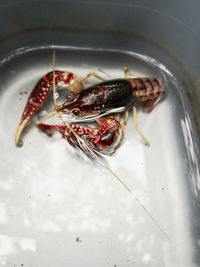 High angle view of crab in plate