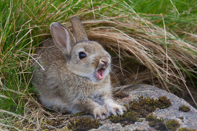 Close-up of rabbit yawning on field