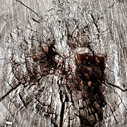 Bare trees against sky