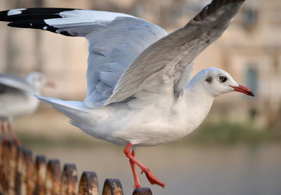 Close-up of seagull flying