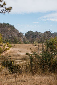 Scenic view of field against sky