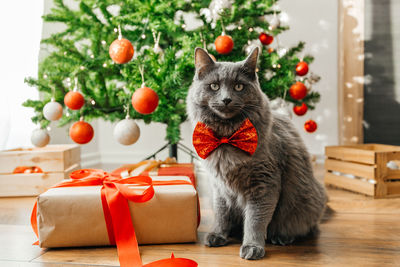 A beautiful domestic gray cat in a festive bow tie sits next to a decorated christmas tree 