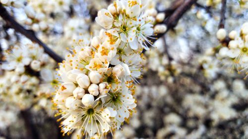 Close-up of white flowers on branch