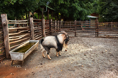 View of an animal on land