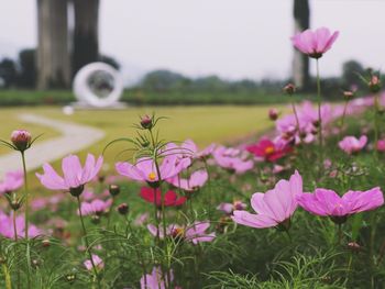 Close-up of pink cosmos flowers blooming on field