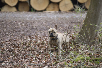 Portrait of dog on field