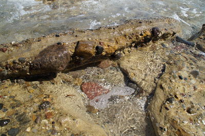High angle view of crab on shore