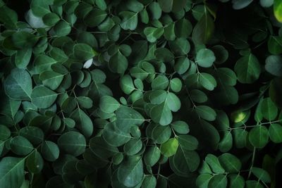 Full frame shot of fresh green plants