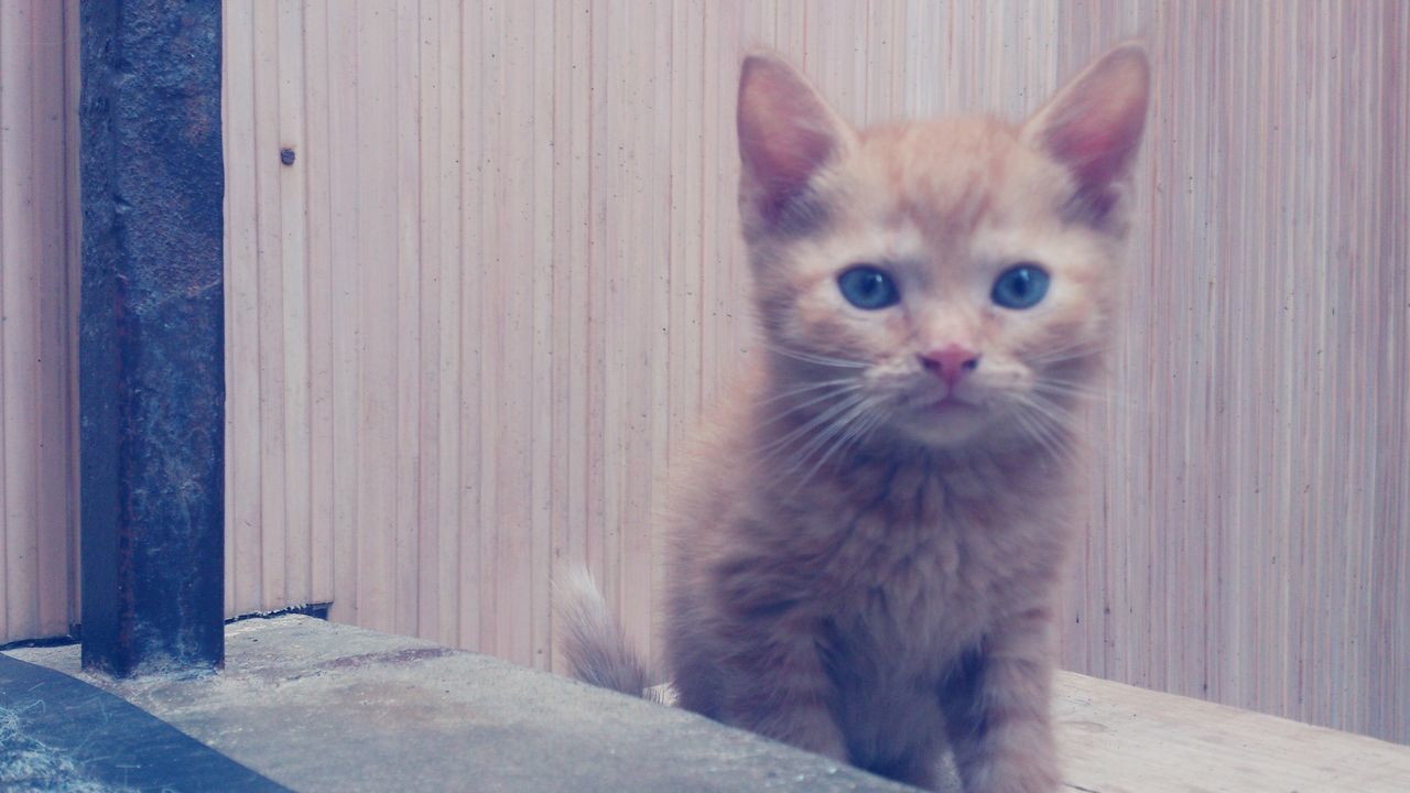 animal themes, one animal, pets, domestic animals, domestic cat, mammal, cat, feline, portrait, looking at camera, whisker, sitting, alertness, staring, close-up, front view, wall - building feature, wood - material, no people