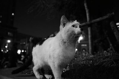 Close-up of rabbit at night