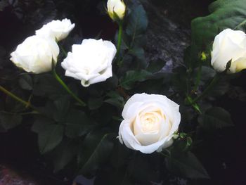 Close-up of white rose