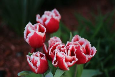 Close-up of red flowers blooming outdoors