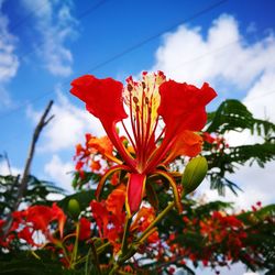 Close-up of red flowering plant against cloudy sky