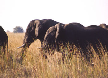 Side view of elephant on field against sky