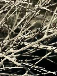 Close-up of twigs