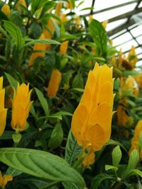 Close-up of yellow flowers