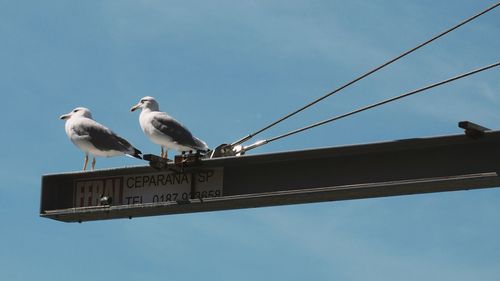 Low angle view of bird perching on cable against sky