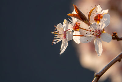 Close-up of cherry blossoms in spring