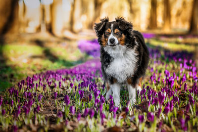 Portrait of an animal on purple flower