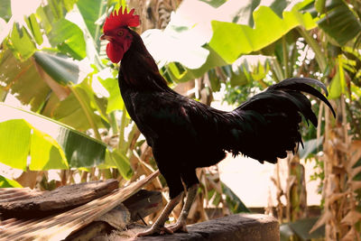 Close-up of a bird