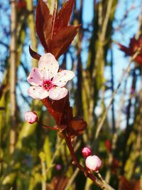 Close-up of fresh flower tree