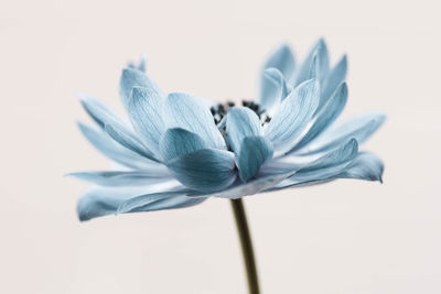 Close-up of white flower