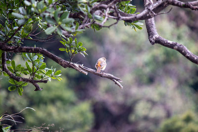 Bird perching on a tree