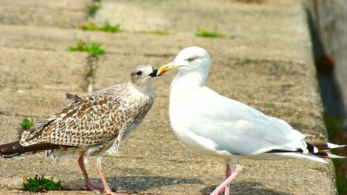 Close-up of birds perching on ground