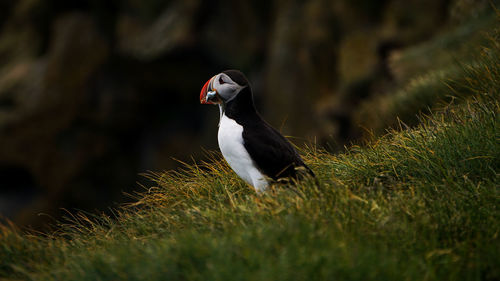 Puffin carrying saltwater eels in beak on grass